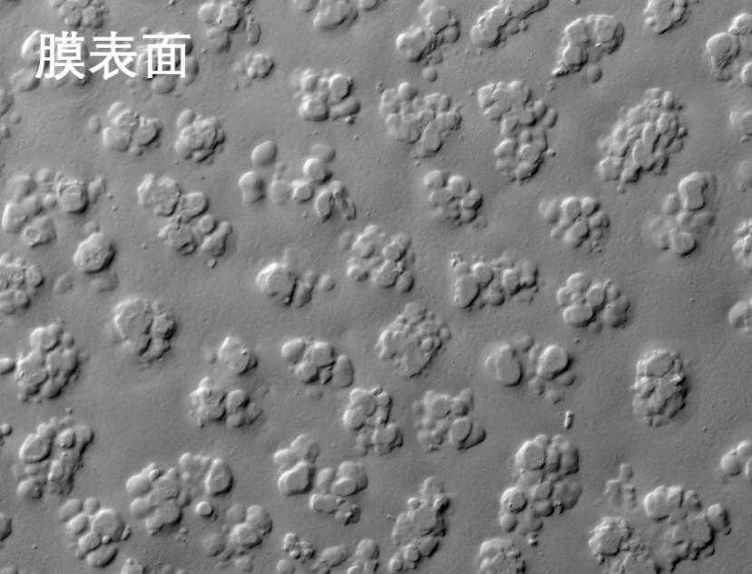 午夜福利视频导航燒結管式膜電鏡照片